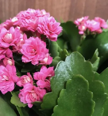 1x Flaming Katy (Kalanchoe Blossfeldiana) In A 9cm Pot • £10.99