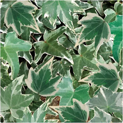 £9.99 • Buy Hedera Helix 'Silver' Large Plug Plants X 3 Trailing Ivy Hardy Perennial