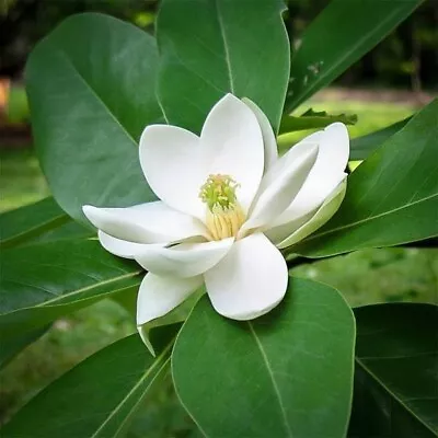 Silver Mist Sweetbay Magnolia - Magnolia Virginiana - Live STARTER Plant • $18.50