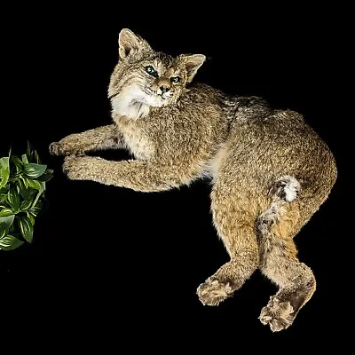 BR102  Bobcat Taxidermy Mount Oddities Curiosities Collectible Collectible Dsply • $589.99