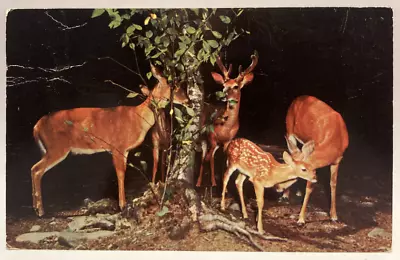 Deer Family Fawn Stag Doe Vintage Chrome Animal Postcard • $2.65