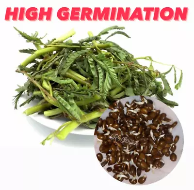 60+ Pcs Water Mimosa Vegetable Seeds HẠt Rau NhÚt  |99% Germination| • $4.99