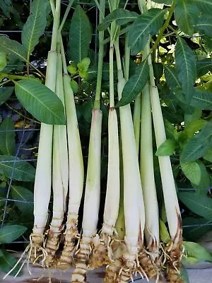 6 Live ORGANIC Lemongrass Stalks Plugs Cymbopogon Sereh Plant Lemon Grass Herb • $11.95