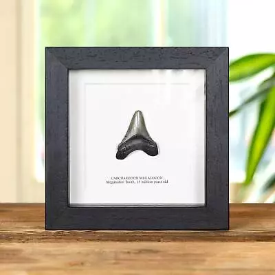 Taxidermy Small Megalodon Shark Tooth Fossil Frame(Carcharodon Megalodon) • £69.99