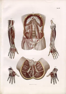 HUMAN Anatomy Print Muscles Trunk Abdomen Perineum Arm Hands #A762 • $43.58