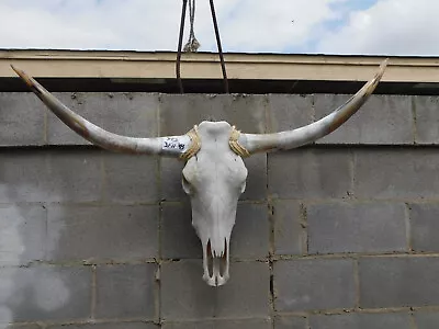 Steer Cow Skull With Horns #392 • $1.74