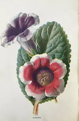 Antique Print Gloxinia Flower C1900's Garden Flowers Botany Botanical Art • £7.49
