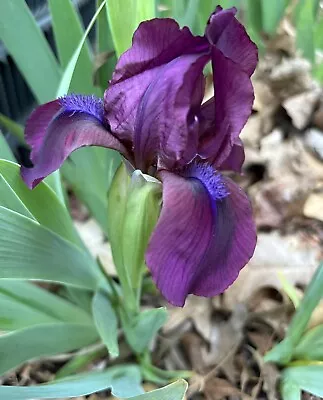 Dark Purple Dwarf Iris Rhizome (Lot Of 2) • $8.99