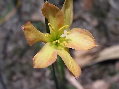 Rain Lily Zephyranthes Twisted Sisters 2 Bulbs NEW RARE Habranthus • $18