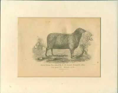 Vintage 1863 Wood Engraving Of An Oxford Down Ewe • $13