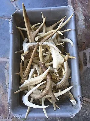 Assorted Elk & Deer Antlers 1/2 Lb Bag Crafting MADE TO ORDER! Sheds Craft Horn • $11.50
