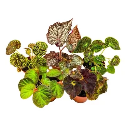 Harmony's Rhizomatous Begonia Assortment 4 Inch 5 Different Rhizo Begonias • $69.99