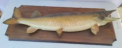 41  Muskellunge Muskie Musky Taxidermy Fish Mount Real Skin Large Wood Plaque • $850