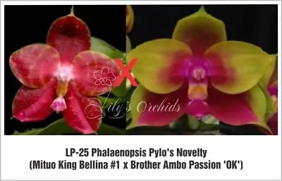 $35 • Buy LP-25 Phalaenopsis Pylo's Novelty- Fragrant
