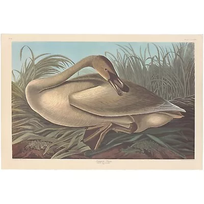 $500 • Buy Audubon Amsterdam Ed Dbl Elephant Folio Lithograph Pl  376 Trumpeter Swan