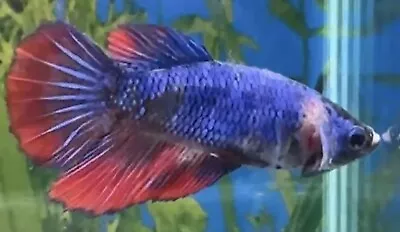 Female Blue Red Halfmoon Betta • £14