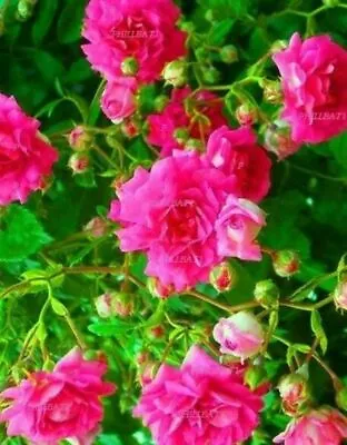 £23.99 • Buy PINK Climbing Rose PLANT CUT BACK. HARDY PERENNIAL GARDEN CLIMBER PLANT