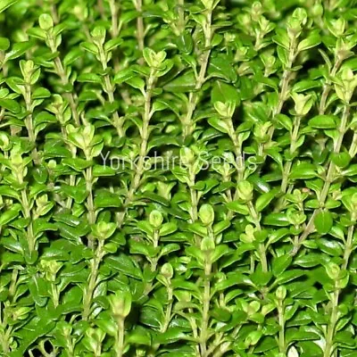 £1.89 • Buy Thyme Seeds - Herb - 350 Seeds - Finest