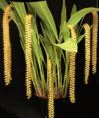 Orchid Plant Dendrochilum Latifolium Var. Macranthum • $25