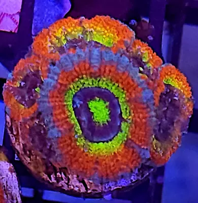 Holy Grail Micromussa * Acan * 5-7 Head Frag * Live Coral Frag * AJ's Aquariums • $69.99