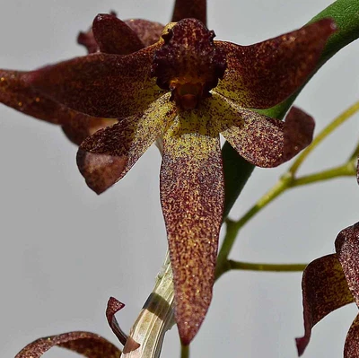 $7 • Buy Orchid -Dockrillia Hot Coals