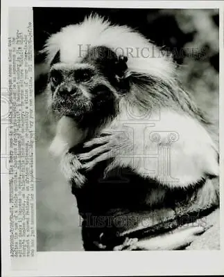 1970 Press Photo Marmoset Monkey At Sunken Gardens In St. Petersburg Florida • $20.88