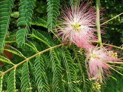 10 Fresh Pink Mimosa Tree Cuttings 6-8  ❤ Honey Bees Butterflies Hummingbirds ❤ • $25