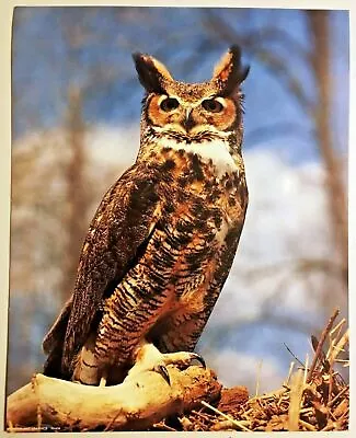 Horned Owl Poster Print Ears Vintage Wall Art Wonderland PH434 New Decor NOS • $18.99