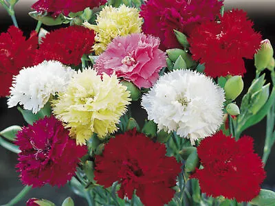 £9.95 • Buy 6x Carnation Chabaud Mixed Plug Plants Mix Flower Garden - 24HR DISPATCH