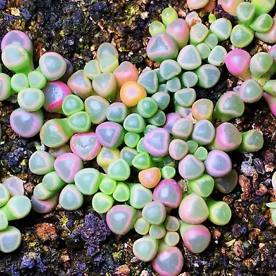 Fenestraria Aurantiaca Seeds 10 Succulent Seeds Hybrid Succulent Seeds • £4