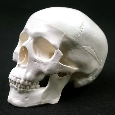 Human Anatomical Model Medicine Skull Human Anatomical Anatomy Head Studying Ana • $12.49