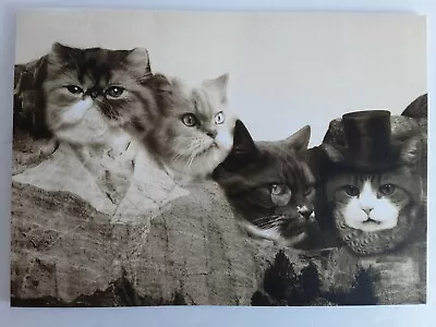 Vintage Cats Blank Greeting Cards Cats Mount Rushmore Includes Envelope • $3