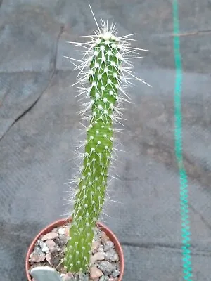 £6 • Buy Rare Opuntia Leucotricha  Variegated  Cactus!, Rooted Pad! Succulent, Opuntia