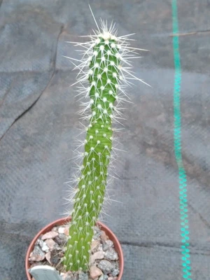 £6 • Buy Rare Opuntia Leucotricha  Variegated  Cactus!, Rooted Pad! Succulent, Opuntia