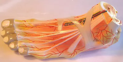 Life-size Foot Bone Blood Vessel Nerve Muscle Medical Anatomical Model Anatomy • $82.56
