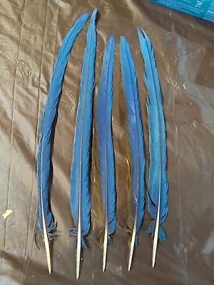 Lot Of 5 20 -23  Macaw Tail Feather (blue And Gold} NATURALLY MOLTED • $100