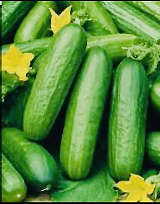 4x Cucumber Plug Plants Beth Alpha • £8.99