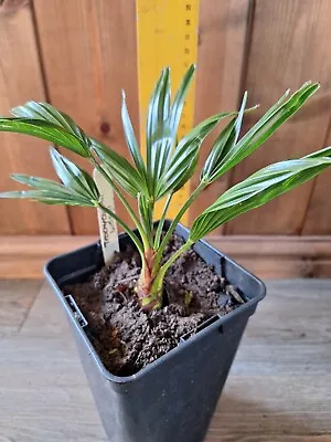 Trachycarpus Wagnerianus Palm Tree Plant  3 Litre Pot  UK HARDY -20c + • £35