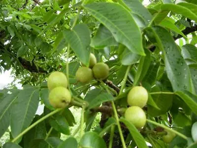 £24.50 • Buy 3 Pack - Nut Tree Saplings - Hazelnut, Sweet Chestnut, Walnut - In 10cm Pots