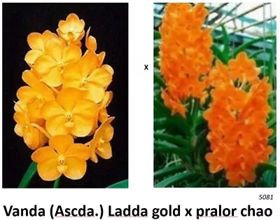 Vanda Orchid Seedling: Ascda. Ladda Gold X Pralor Chao In 50mm Pot • $15