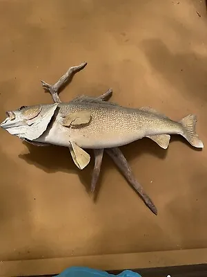 VINTAGE Taxidermy WALLEYE Mounted ON DRIFTWOOD 27” CABIN MAN CAVE • $64.99