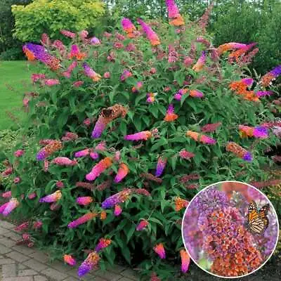 £12.95 • Buy 2x Buddleia 'Flower Power' XXL Jumbo Plug Plants Butterfly Bush Shrub 