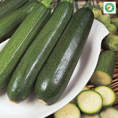 X3 COURGETTE 'Green Bush' Plug Plants (No Seeds) Vegetable - End Of April • £10.95