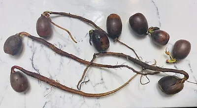 Plant A TREE—Virginia OAK Seed Acorns With Roots And Sprouts Mixed Lot • $2.99