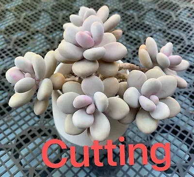 Succulent CUTTING - Graptopetalum Amethystinum  Lavender Pebbles  • $8