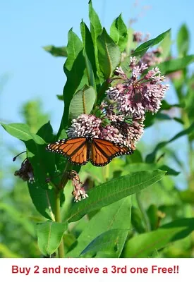 Common Milkweed 100+ Seeds Asclepias Syriaca • $3.25