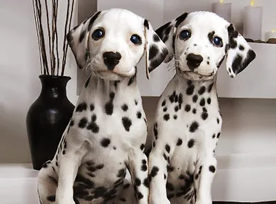 DALMATION DOGS - 3D DOG PICTURE 400mm X 300mm (NEW) • £7.95