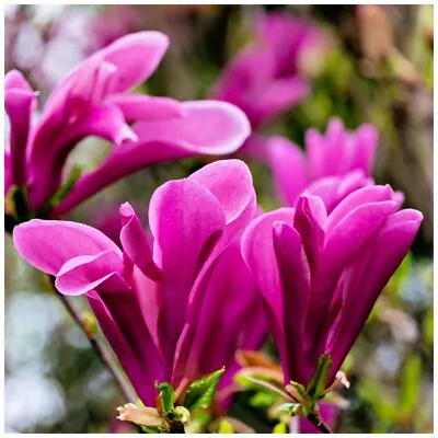 Magnolia 'susan' In 11 Cm Pot Purple Tulip-like Flowers • £11.50