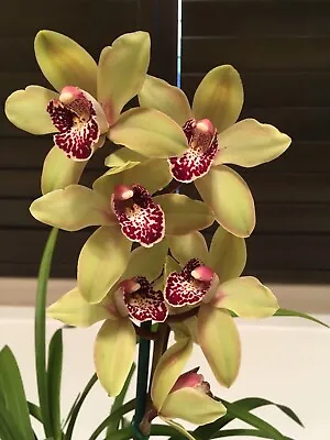 $30 • Buy Early Flowering Cymbidium Orchid - Summer Pearl  'Suzy' - 120mm Pot Size