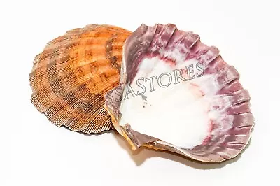 Orange Lion Paw Scallop Nautical Beach Craft Sea Shell 5 -5 1/2  (1 Pair) #JC-28 • $16.49